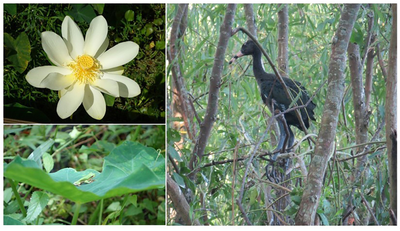 case study horseshoe bend island location // cs_horseshoe-bend-island-location.png (644 K)