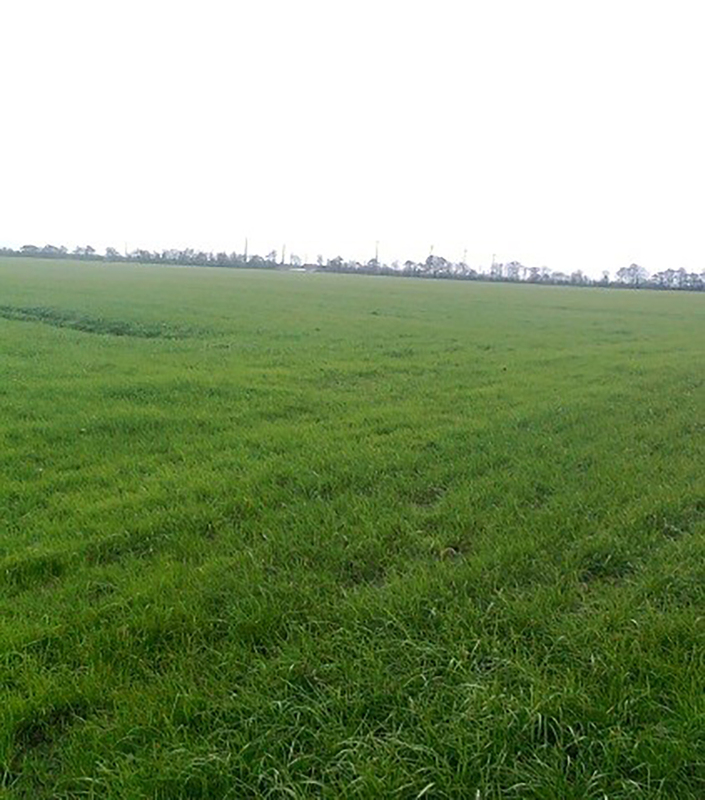 case study ihrhove dredged silt cultivated marshland // cs_ihrhove-dredged-silt-cultivated-marshland.jpg (364 K)