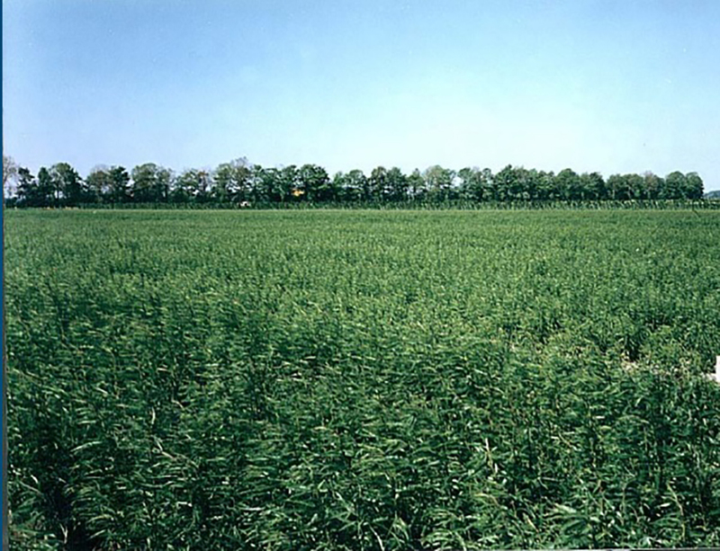 case study landfarming oostwaardhoeve pilot // cs_landfarming_oostwaardhoeve-pilot.jpg (479 K)