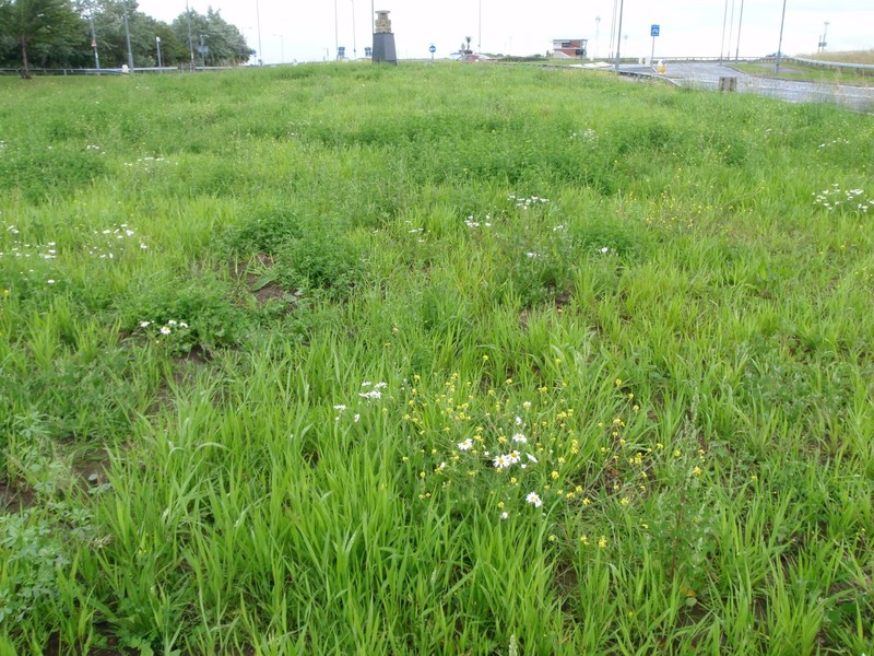 R1A_2008_UK_Tees_Barrage_Phytostabilisation_Richard_Figure_3 // r1a_2008_uk_figure_3.jpg (195 K)
