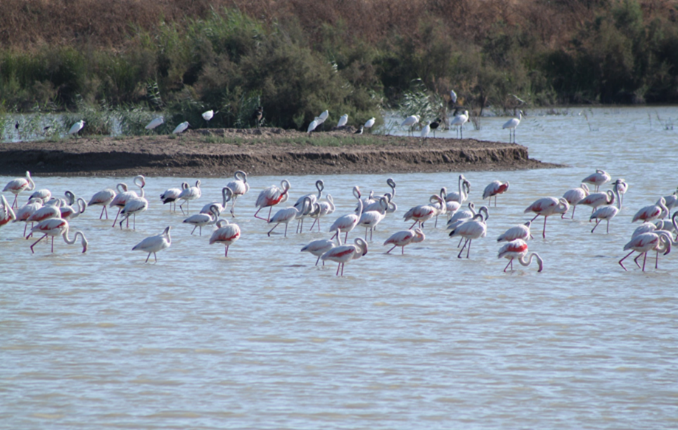 R4A_2019_ES-SevillaPort_NestingArea figure 4 // r4a_2019_es-sevillaport_nestingarea_figure_4.png (741 K)